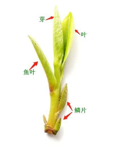 如何鉴别茶叶采摘时节,怎样初步鉴别春茶