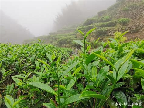 绿茶多生产于什么地方,哪里产的绿茶最好