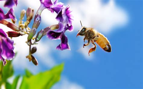 蜜蜂和花的合作关系