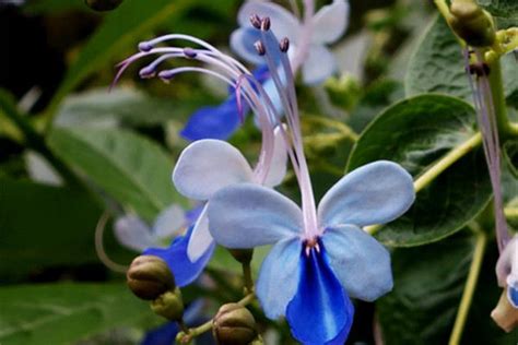 蓝蝴蝶花的药用价值