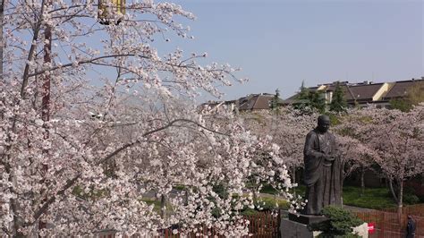 扬州哪里有樱花?