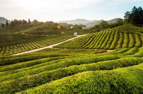 中国最早的茶是什么茶,一年最早的茶是什么茶
