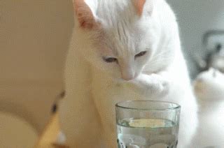 成猫一天喂多少猫粮,猫一天喝多少水正常吗