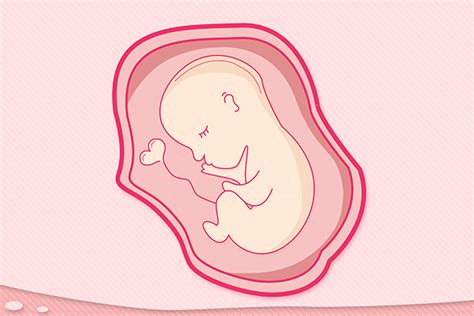 怀孕14周胎儿在肚子什么位置