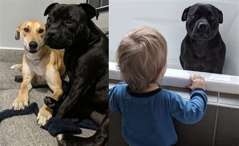 网友养了一只比特犬,比特犬洗澡有什么区别