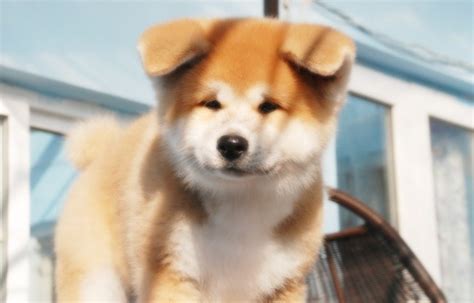 秋田这种日本土狗,日本秋天犬多少钱一只