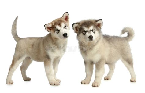 1500元买下未满两月的阿拉斯加,阿拉斯加两个月大的小狗能卖多少钱