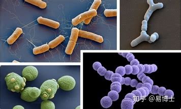 罗伊氏乳杆菌在人体中存在吗