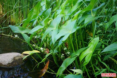 “茨菰”是什么植物?可止咳?