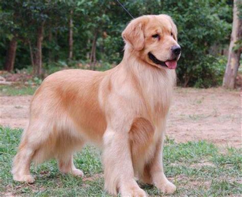 一只纯种的金毛犬大概多少钱,比赛级金毛多少钱