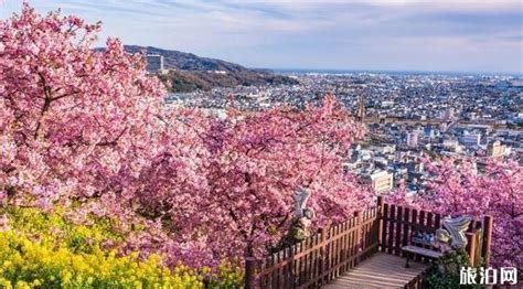 2020日本旅游早知道｜最佳观赏樱花景点推荐