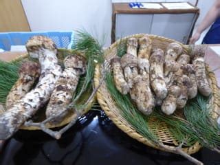 40斤松茸炖一锅随便吃,保山松茸