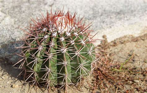 仙人掌在植物分类中属什么科 - 搜狗问问