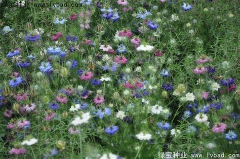 蓝宝石的颜色等级,澳宝石有什么颜色