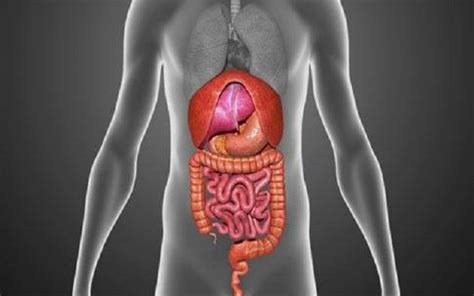 促进肠胃运动消化多吃松茸的做法 松茸对肠胃的好处