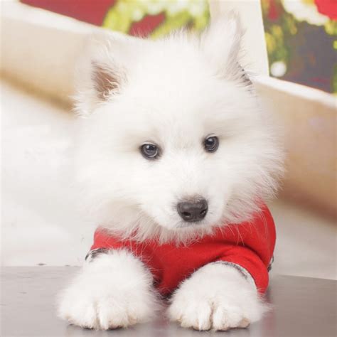 购买一条萨摩耶幼犬,一条萨摩耶幼犬要多少钱