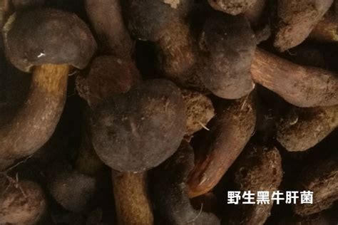野生老人头菌和松茸哪个贵 不是野生的松茸贵吗