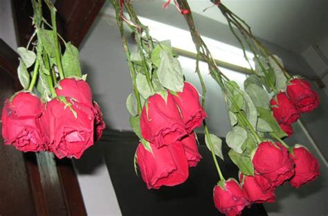 如何辨别玫瑰花干的好坏,教你学会辨别玫瑰花的文章