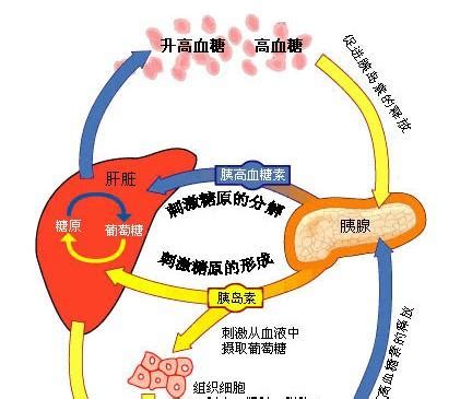 胰岛果去哪里买