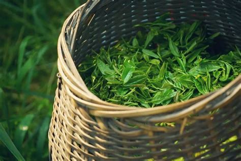家喻户晓的西湖龙井茶,龙井茶加工工艺是什么