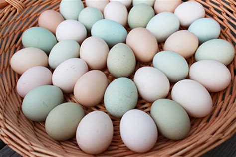 普通鸡蛋和柴鸡蛋究竟有什么区别?