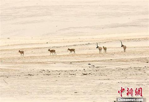 青海藏羚羊恢复到7万只以上 有蹄类动物18万只