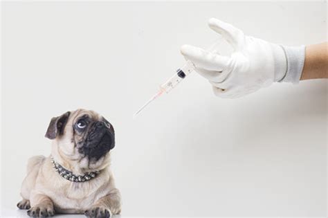 安爸教你狗狗接种疫苗的正常流程,狗狗育苗一针量有多少