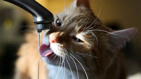 猫咪害怕水怎么办,为什么猫咪害怕水