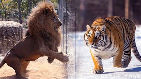 东北虎和狮子体型