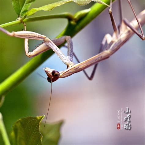 小螳螂-状物作文400字(经典10篇)