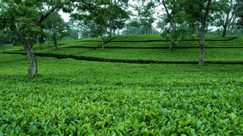 锡兰茶有多少种,享誉世界的锡兰茶