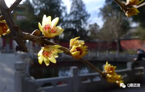 北京 紫禁城里的赏花胜地，错过了再等一年