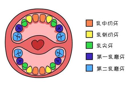 儿童长牙顺序24颗图