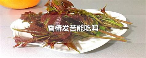 葵花籽属于碱性食物还是酸性食物