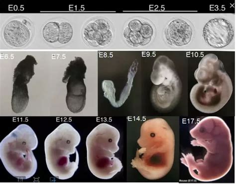 胎儿的发育过程图片漫画