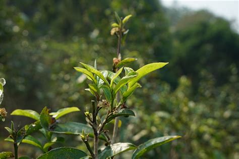 西双版纳基诺山普洱茶怎么样,云南西双版纳基诺山茶厂