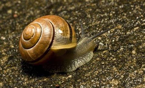 无壳蜗牛究竟叫什么?