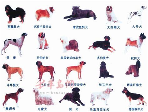 被禁养的中国名犬有哪些呢,北京为什么禁养大型犬