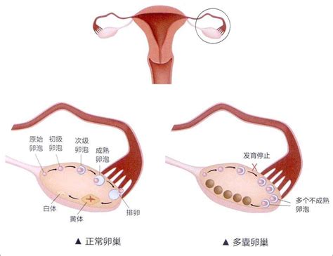 排卵当天和后一天怀孕几率大吗