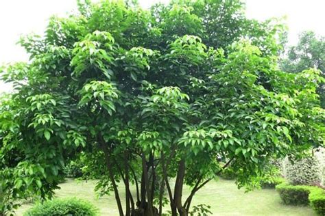 黑松是不是国家一级保护植物