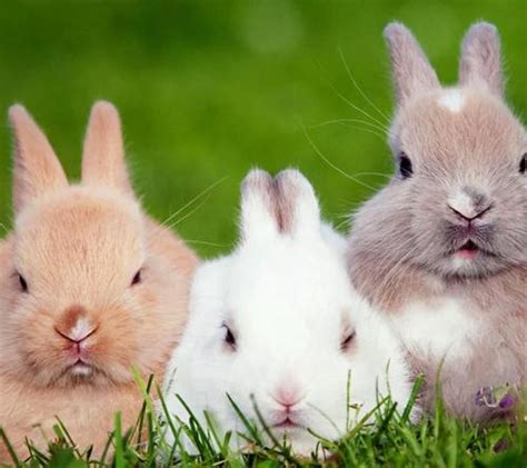宠物兔子咬人怎么办,兔子为什么咬人怎么办