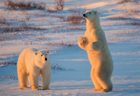 北极熊为什么,为什么北极熊会是白色的