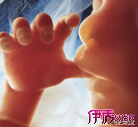1-40周胎儿发育大小参照图
