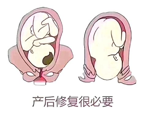 十月怀胎子宫的变化