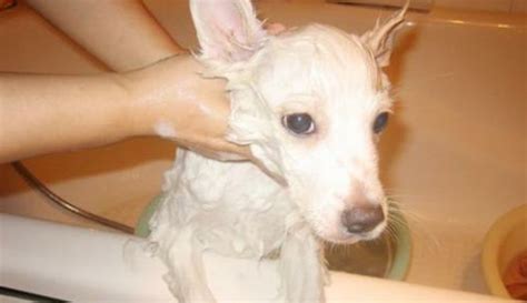 給狗洗澡的地方叫什么,什么可以給狗洗澡的地方嗎