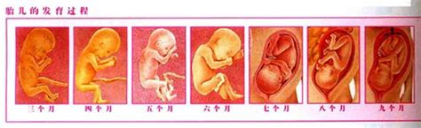 38周胎儿发育迟缓怎么办