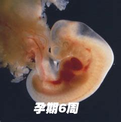 8周胎儿大小标准图