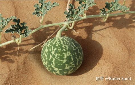 西瓜苗出現(xiàn)萎蔫是怎么了?