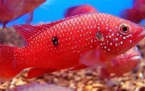 紅寶石產卵后,親魚是否移走