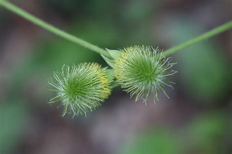 植物常识中路边青有什么特点